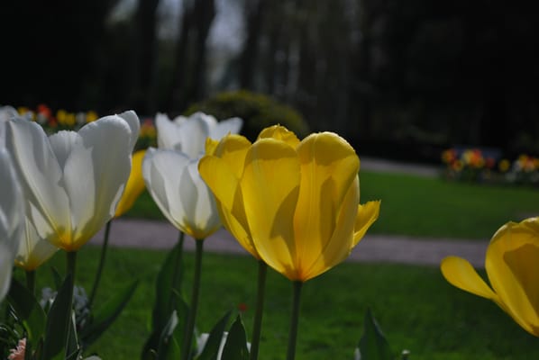 Parc de l'Orangerie by null
