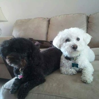 PurrFurred Pet Styling - Naperville - Maggie and Max - Pet Groomers Near Me - Naperville, Illinois PurrFurred Pet Styling - Naperville - Maggie and Max - Pet Groomers Near Me - Naperville, Illinois