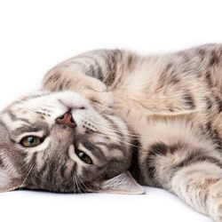 Greenwich Veterinary Services - Photo