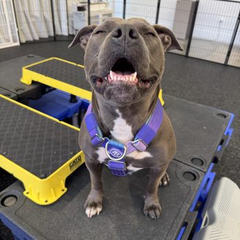 The Hub by Pack Animals - Pet Training Near Me - San Ramon, California The Hub by Pack Animals - Pet Training Near Me - San Ramon, California