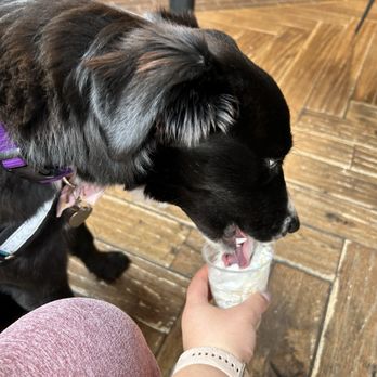 2Ten Coffee Roasters - Pup - Coffee & Tea Near Me - El Paso, Texas 2Ten Coffee Roasters - Pup - Coffee & Tea Near Me - El Paso, Texas