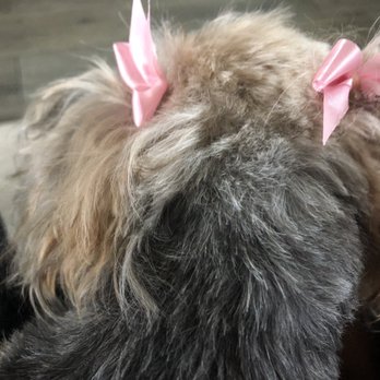 Cheryls Pet Grooming - Pet Groomers Near Me - Albuquerque, New Mexico Cheryls Pet Grooming - Pet Groomers Near Me - Albuquerque, New Mexico
