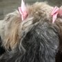 Photo of Cheryls Pet Grooming