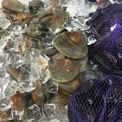 Verrazano Seafood - Shellfish