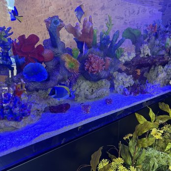 Cocoon Urban Nails Lounge - Fish tank - Nail Technicians Near Me - Winter Garden, Florida