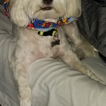 Pets Love Us - Pet Groomers Near Me - Whittier, California Pets Love Us - Pet Groomers Near Me - Whittier, California