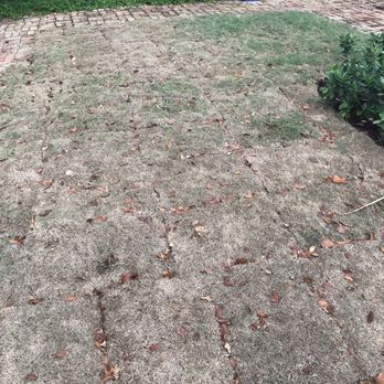 Jeny Sod Services - 4 weeks after installation. DEAD. - Nurseries & Gardening Near Me - Miami, Florida