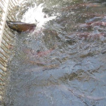 Nimbus Fish Hatchery - Anxious to get up that ladder! - Aquariums Near Me - Gold River, California