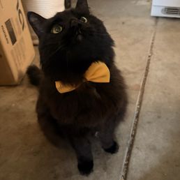 Cat Cat