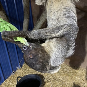 Wild Animal Safari - Zoos Near Me - Strafford, Missouri Wild Animal Safari - Zoos Near Me - Strafford, Missouri