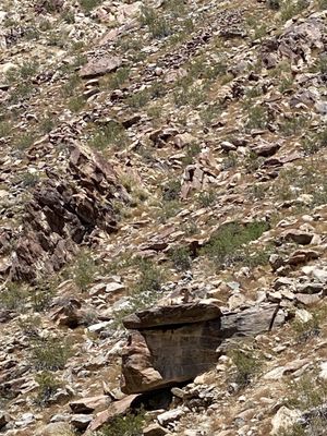 Borrego Palm Canyon Nature Trail by null