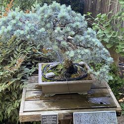Blue Atlas Cedar Bonzai