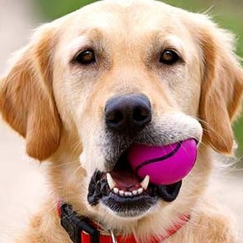 Dog Day Everyday - Pet Sitting Near Me - West Chester, Ohio Dog Day Everyday - Pet Sitting Near Me - West Chester, Ohio