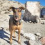 Photo of Mountain Man Dogs