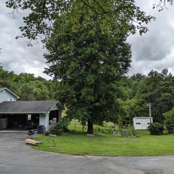 Arbor Tree Care - Poplar before Arbor Tree Care. - Tree Services Near Me Arbor Tree Care - Poplar before Arbor Tree Care. - Tree Services Near Me