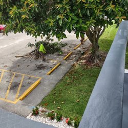 ECO Tree Experts - Removing dead branches that were falling on the parking lot.
