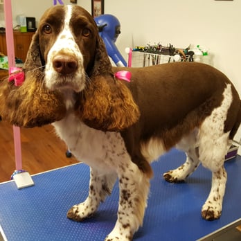 RUFF Salon - Pet Groomers Near Me - Farmer City, Illinois