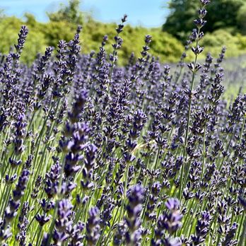 Jardin Du Soleil Lavender - Lavender to your heart's content. - Venues & Event Spaces Near Me - Sequim, Washington