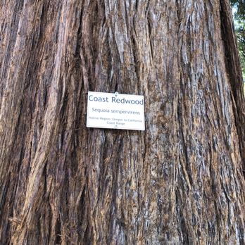 Capitol Park - The sign of the Coast redwoods - Parks Near Me - Sacramento, California