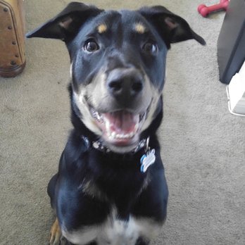 EveryDog - Pet Training Near Me - Tustin, California EveryDog - Pet Training Near Me - Tustin, California