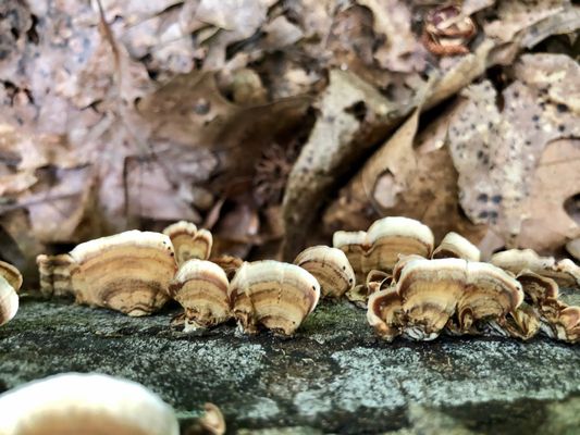 Cascade Springs Nature Preserve by null
