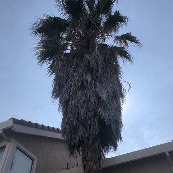 Oak Grove Tree Care - Untrimmed palm - Tree Services Near Me Oak Grove Tree Care - Untrimmed palm - Tree Services Near Me