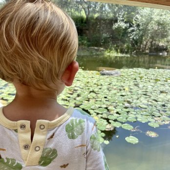 Austin Nature & Science Center - Pond by center to watch turtles and fish - Zoos Near Me - Austin, Texas Austin Nature & Science Center - Pond by center to watch turtles and fish - Zoos Near Me - Austin, Texas