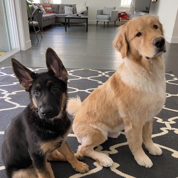 Pawsitive Interaction Dog Obedience - Pet Training Near Me - Pleasanton, California
