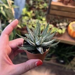 Plantstay