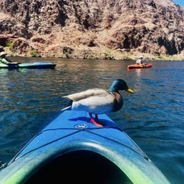 This beautiful Mallard wanted to join the fun