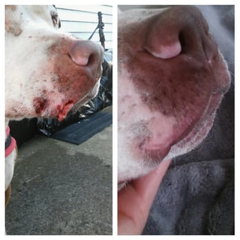 Mad River Veterinary Hospital - Extatic with Dr. Joe Maynard's work! Lilly had an incident he took her in last minute, she spent the night, but was ready by 8am! Thank you! - Veterinarians Near Me - Springfield, Ohio