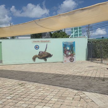 The Turtle Hospital - Veterinarians Near Me - Marathon, Florida The Turtle Hospital - Veterinarians Near Me - Marathon, Florida
