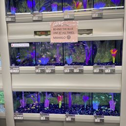 Cool fish Cool fish