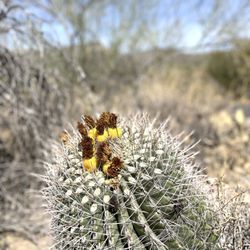 Sabino Canyon - Growth