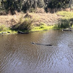 Gators Gators