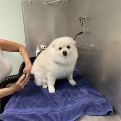 Dogtique