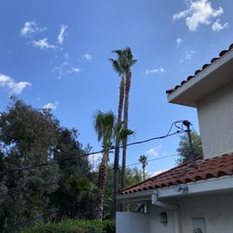 Palm tree's trimmed - After Palm tree's trimmed - After