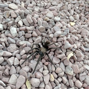 Red Spring - This guy found warming up before sunrise - Hiking Near Me - Las Vegas, Nevada