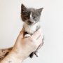 Photo of Northwest Animal Companions