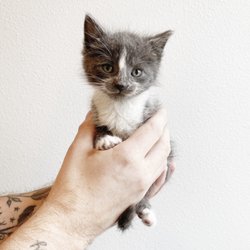 Northwest Animal Companions - Velementov, panleukopenia survivor saved by NWAC in 2021