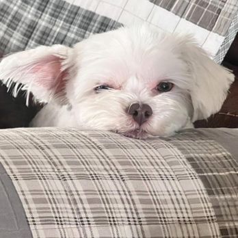 God's Creatures Pet Crematory - My sweet Greta - Pet Cremation Services Near Me - China Spring, Texas