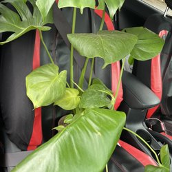 Canton Road Garden Center - At least you love me.