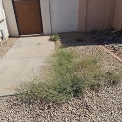 Helped a customer remove their weeds!