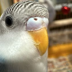Sevens Goods and The Paladin’s Rest - A bird