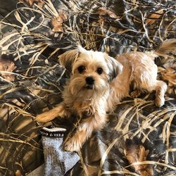 Oh Puppy Love - Tim's LuLu