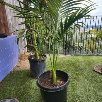 Discovery Island Palms - Latest from Joe - Landscaping Near Me - San Marcos, California Discovery Island Palms - Latest from Joe - Landscaping Near Me - San Marcos, California