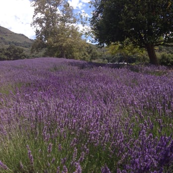 Carmel Valley Ranch - Lavender Field - Hotels Near Me - Carmel, California Carmel Valley Ranch - Lavender Field - Hotels Near Me - Carmel, California