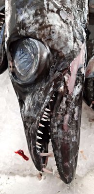 Mercado dos Lavradores (farmers' market) by null