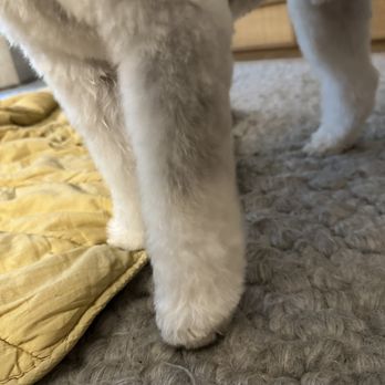 Happy Tails - Floofy stumps. So dainty. And this was after walking in the rain to the house on our way home. - Pet Groomers Near Me - Los Angeles, California