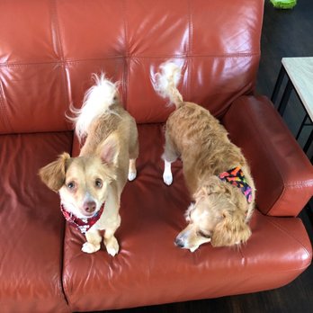 Poochie's Pet Club - Pet Groomers Near Me - Visalia, California Poochie's Pet Club - Pet Groomers Near Me - Visalia, California